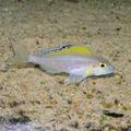 Xenotilapia spilopterus Lyamembe