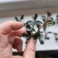 Bucephalandra Dark blue