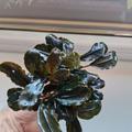 Bucephalandra