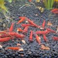 neocaridina bladdy marry 