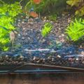 neocaridina Davidi var blue dream 
