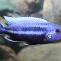 Melanochromis chipokae