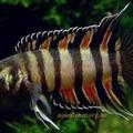 Nabízím odchov ctenopoma ansorgii.