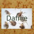 Daphnia magna