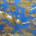 Papiliochromis ramirezi