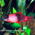 Mrenky/Parmičky - Haludaria fasciata (melounová barb)