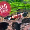 Caridina Red Nanashi 10+1 zdarma