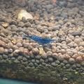 Neocaridina modrý sen