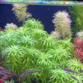 Syngonanthus Belem