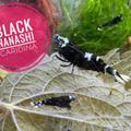 Caridina Black Nanashi 10+1 zdarma