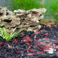 Krevetky Red Cherry