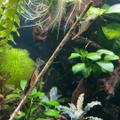 Caridina japonica