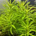 Rostlinka Pogostemon helferi