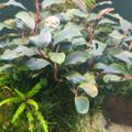 Bucephalandra