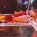 Apistogramma
