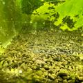 Sladkovodní krevety rodu caridina a neocaridina