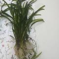 akvarijni rostlina Vallisneria
