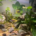 Apistogramma cacatuoides orange - Cichlidka papouščí