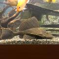 Pterygoplichthys gibbiceps na prodej