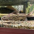 Synodontis eupterus na prodej