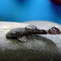 ancistrus 