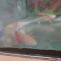 Axolotl 