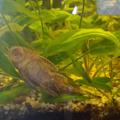 Ancistrus 