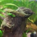 Ancistrus
