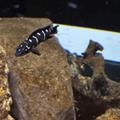 Tanganjikasee cichlidi Julidochromis transcriptus kissi