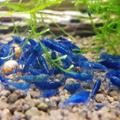 Krevetky-Blue diamond- Neocaridina Davidi