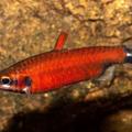 Nannostomus amaya super red