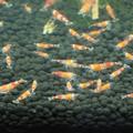 Krevetky Caridina Red Crystal