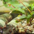 Poecilia wingei Campoma No31 Snake Blue