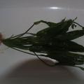 Echinodorus přes 50 cm