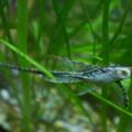 Sturisoma panamense