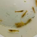 Yellow fire - Neocaridina davidi