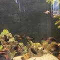 Tropheus bemba