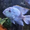 Akary Blue neon