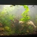 Akvarijní rostliny