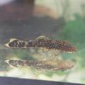 Ancistrus sp.