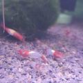 Neocaridina red rilli