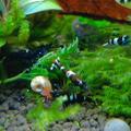 Caridina Black Panda