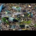 Krevetky neocaridina