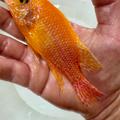 Aulonocara fire fish