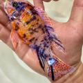 Aulonocara calico