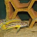 chovný pár Julidochromis
