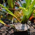 Želva Trachemys scripta elegans