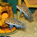 chovné páry Julidochromis