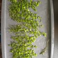 Micranthemum Umbrosum