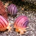 Šneci - Pomacea bridgesii (ampulárie)
